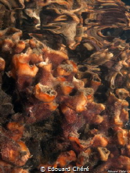 Bryozoan's cacretion just below the water by Edouard Chéré 
